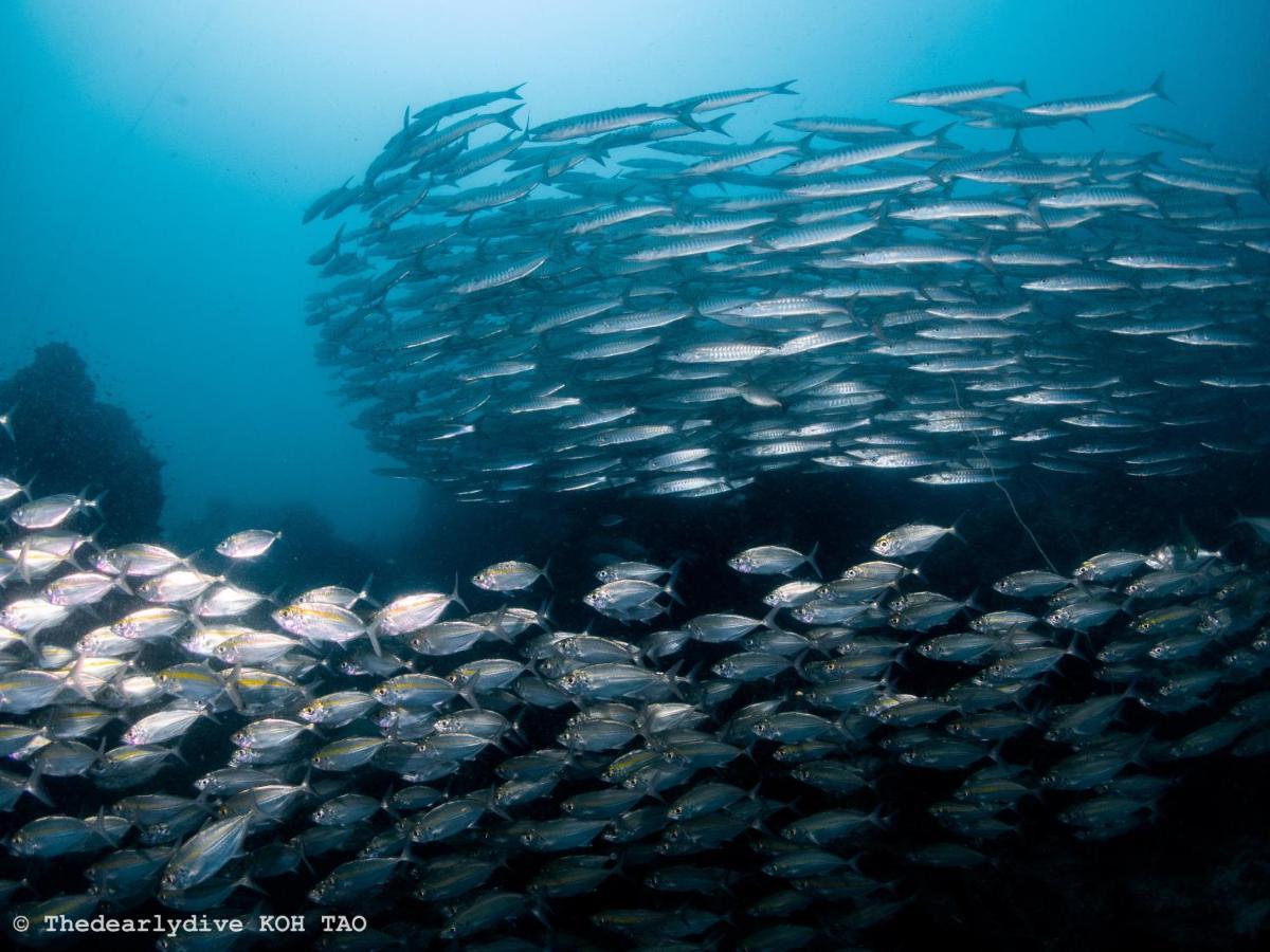 The Dearly Koh Tao Hostel-Padi 5 Star Dive Resort Zewnętrze zdjęcie